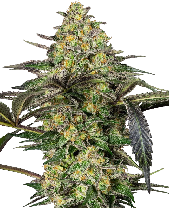 Grapevine Candy Feminized Seeds