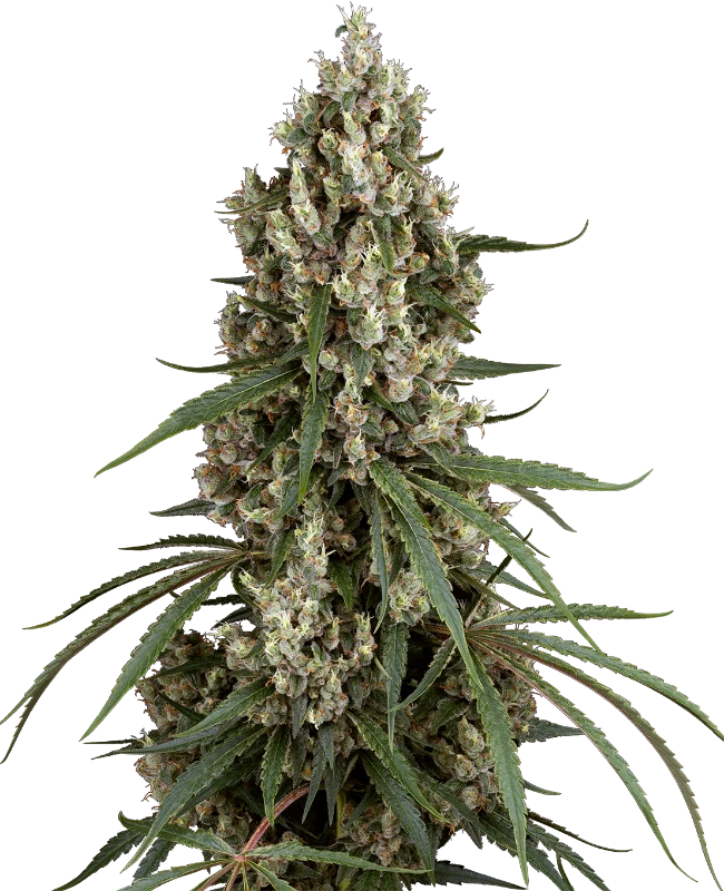 High School Reunion Feminized Seeds