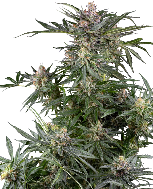 Dosimosa Feminized Seeds