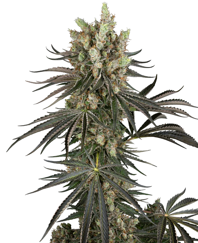 Slam Dank Feminized Seeds - Hash Caviars