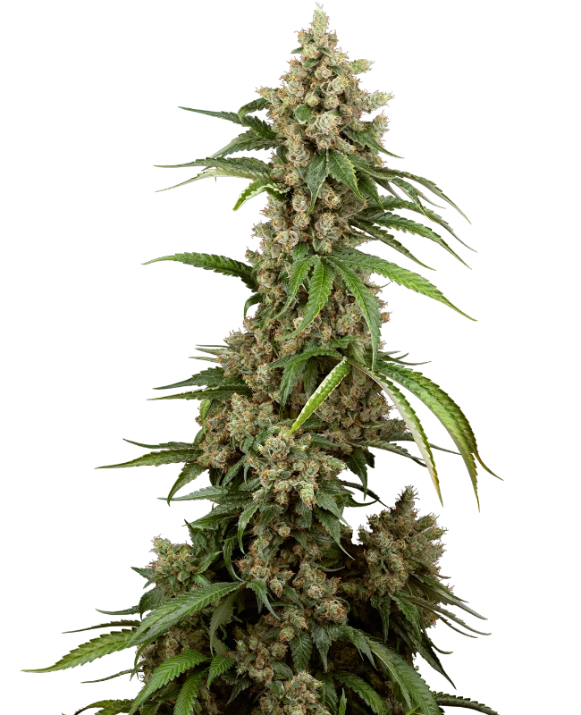 Big Berry Boom Boom Feminized Seeds