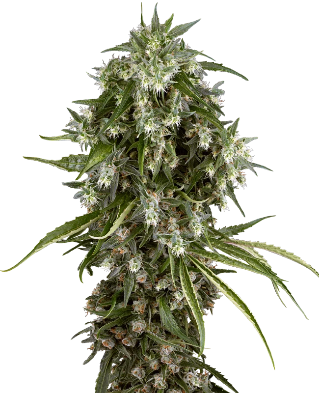 Pineapple Jack Feminized Seeds