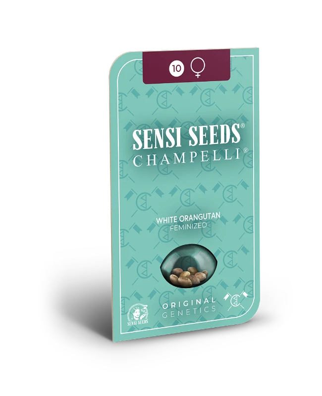 White Orangutan Feminized Seeds - image 2 of 2
