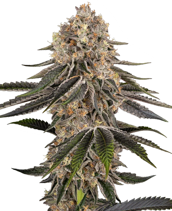 White Orangutan Feminized Seeds