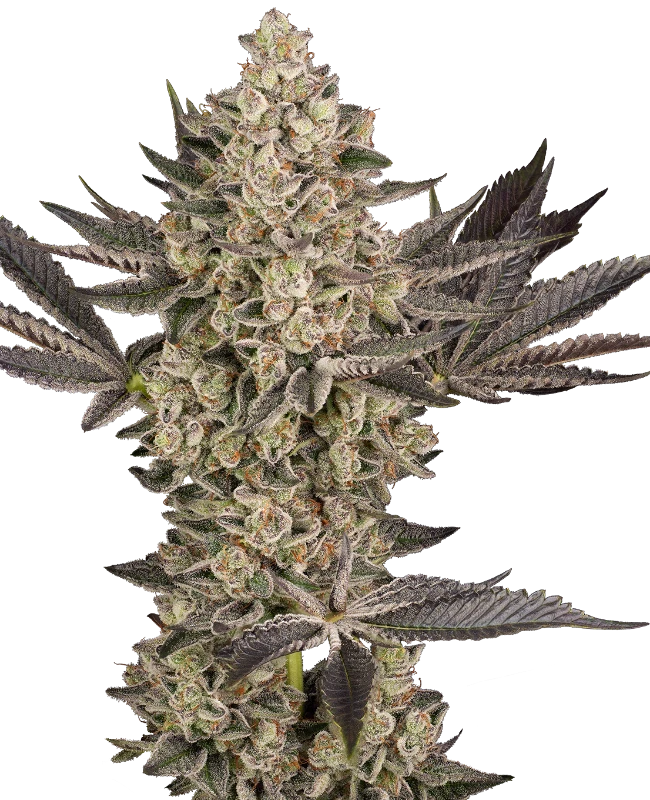 Tropical Butter Sauce Automatic Seeds