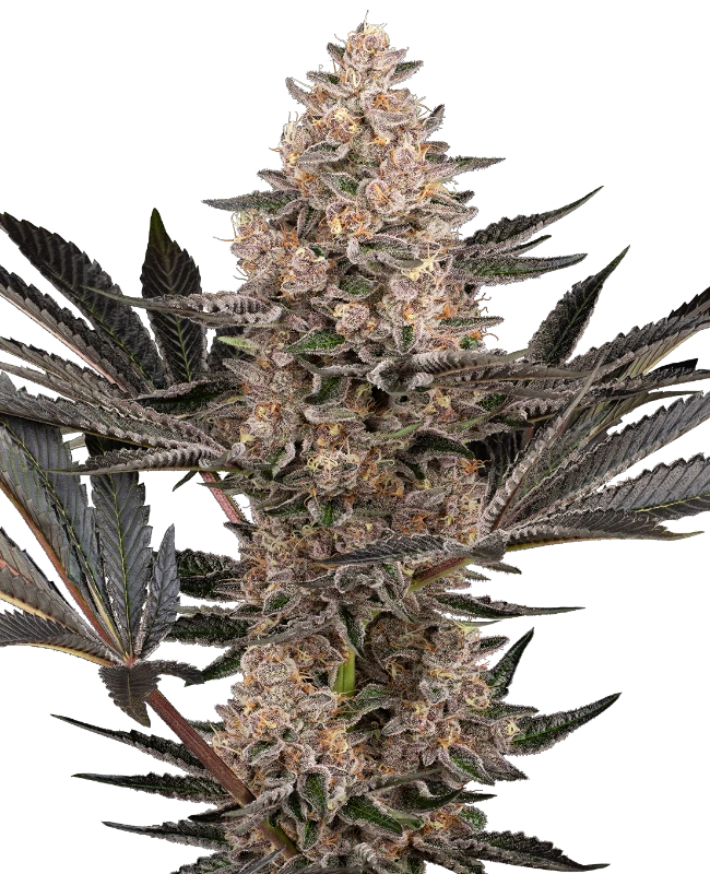 Karate Kid Feminized Seeds