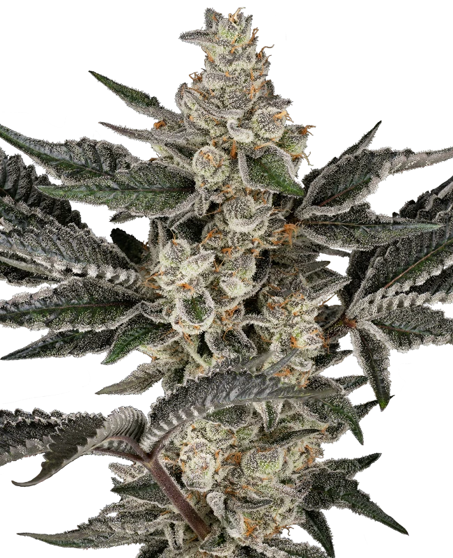 Gremlin’s Breath Feminized Seeds