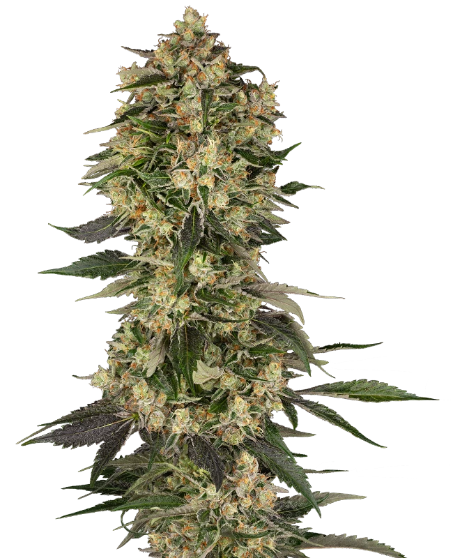 Cobra Hai Feminized Seeds