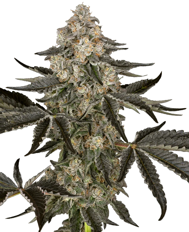 Sauvignon Blanc Automatic Seeds