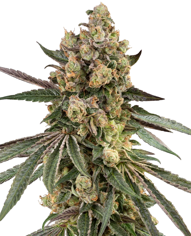 Caramel Pineapple Feminized