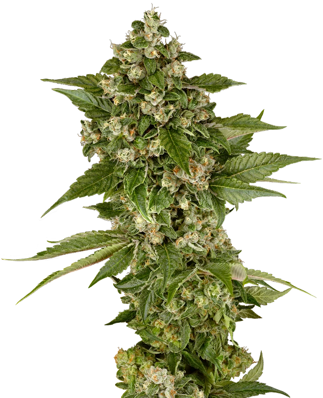 Studio Candy Feminized