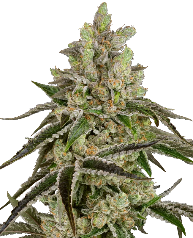 B-Funk Feminized
