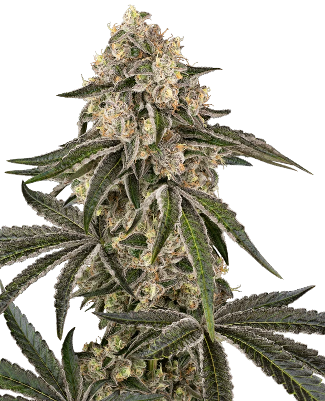 Sunset Peach Feminized Seeds