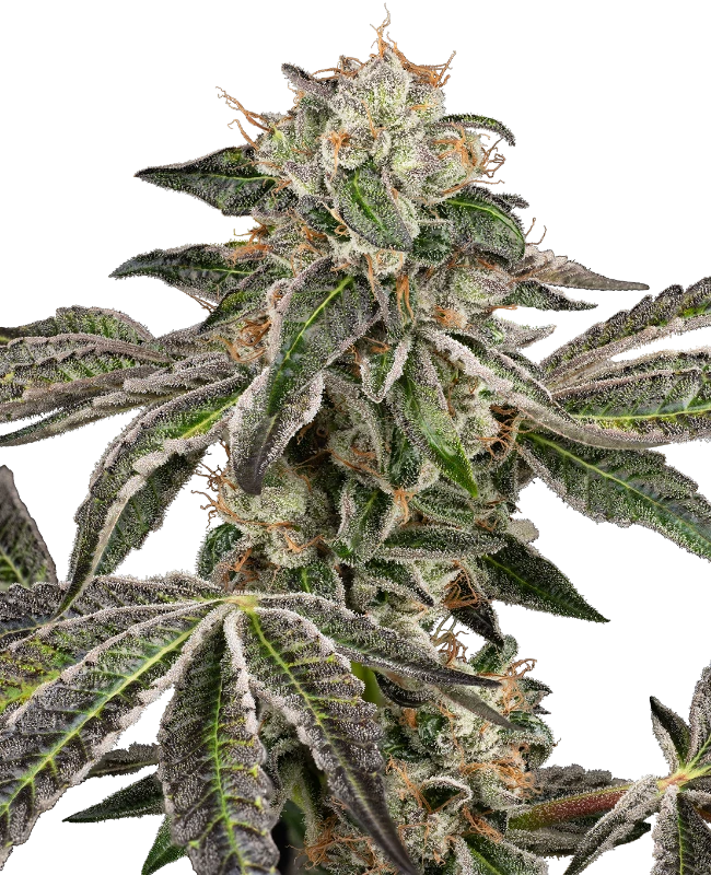 Runtz Automatic Seeds