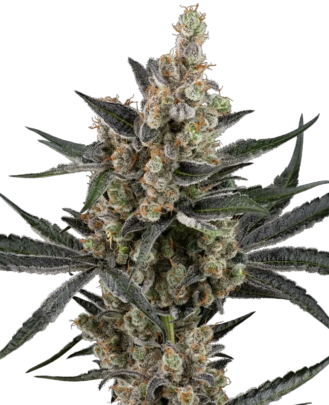 Banana Cake Pop Feminized Seeds