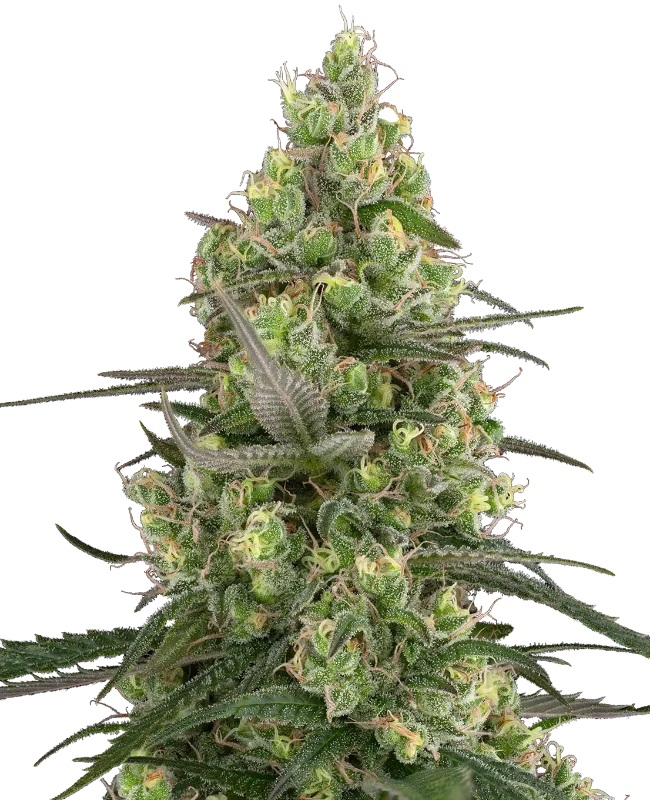 Grease Slapper Feminized Seeds