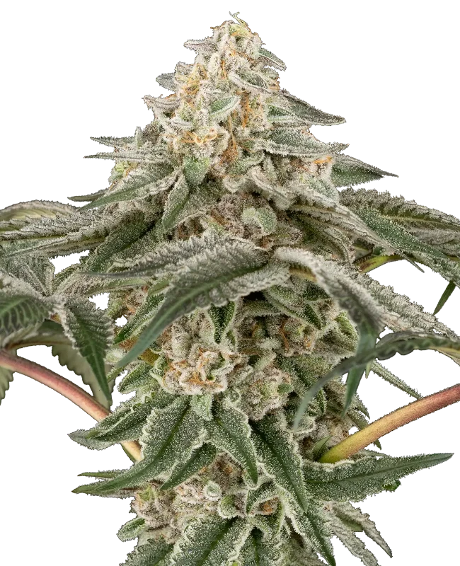 Black Lily Feminized Seeds