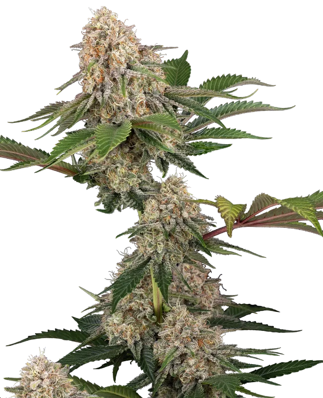 Sticky Berry Mints XXL Feminized Seeds
