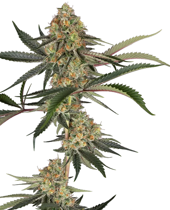 Super Lemon Cherry Feminized Seeds