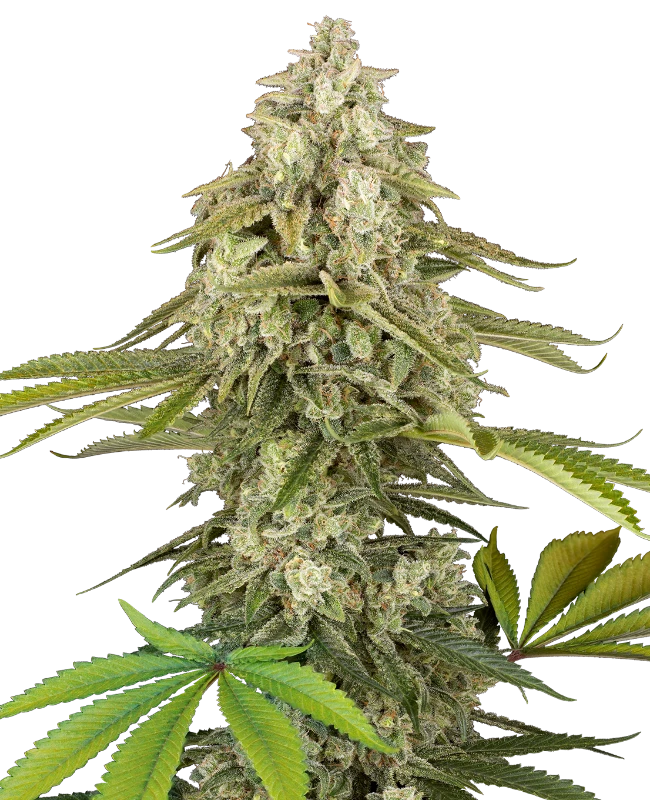 Tangie Jungle Juice Feminized Seeds