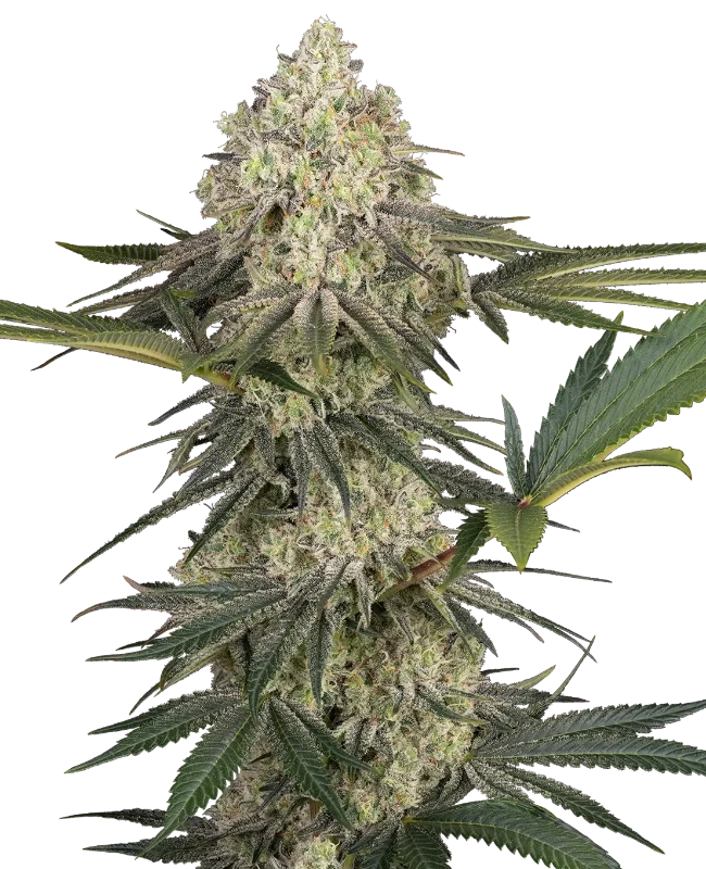 Triple Mints XXL Feminized Seeds