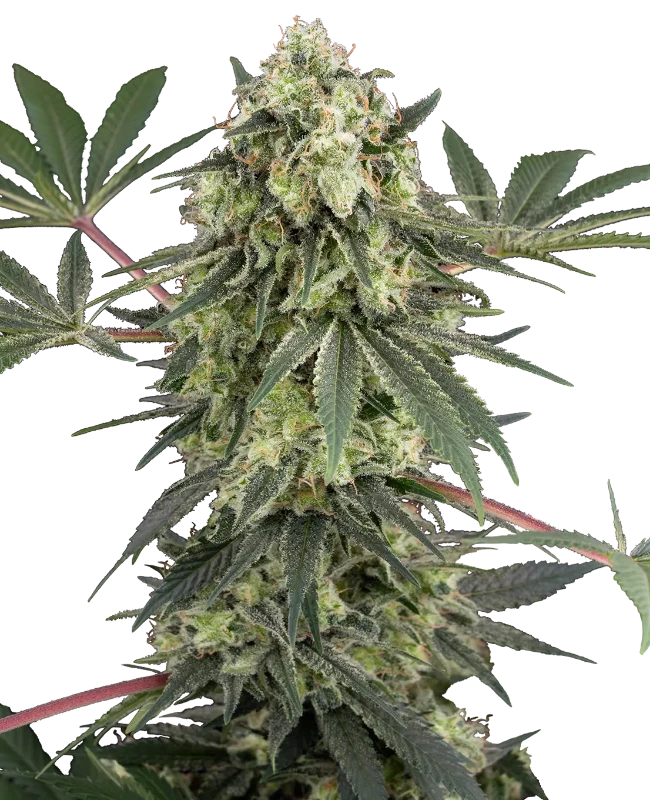 Acai Bacio Feminized Seeds