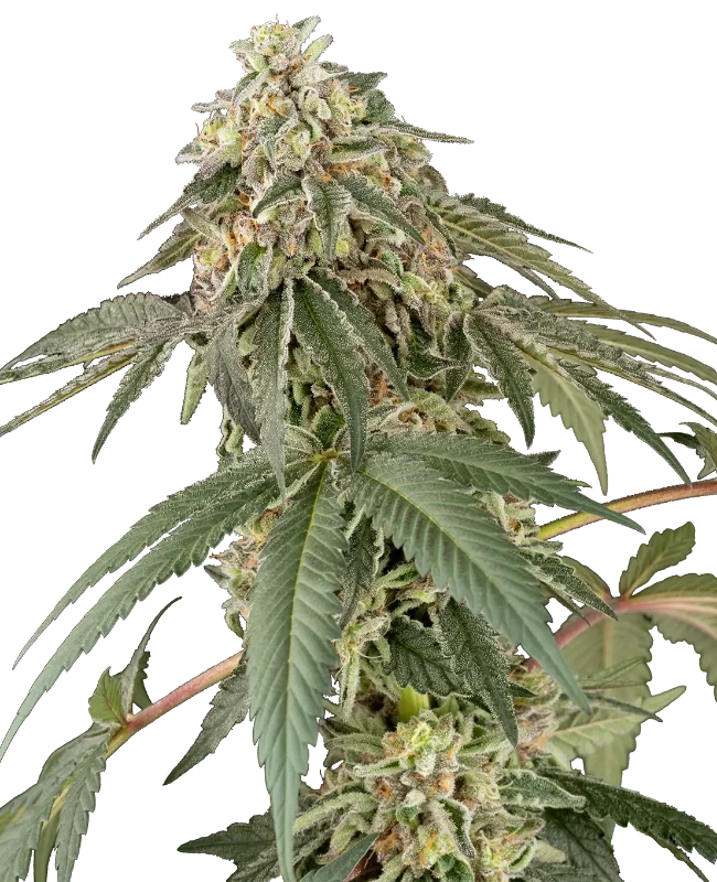 Papaya Roll Feminized Seeds