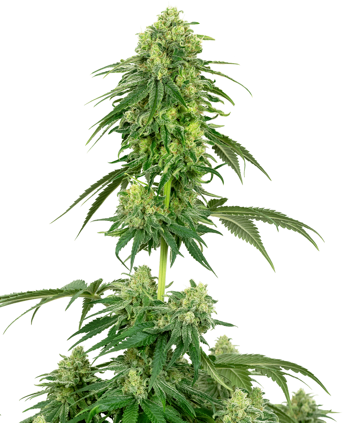 Strawberry Kush Feminized Seeds