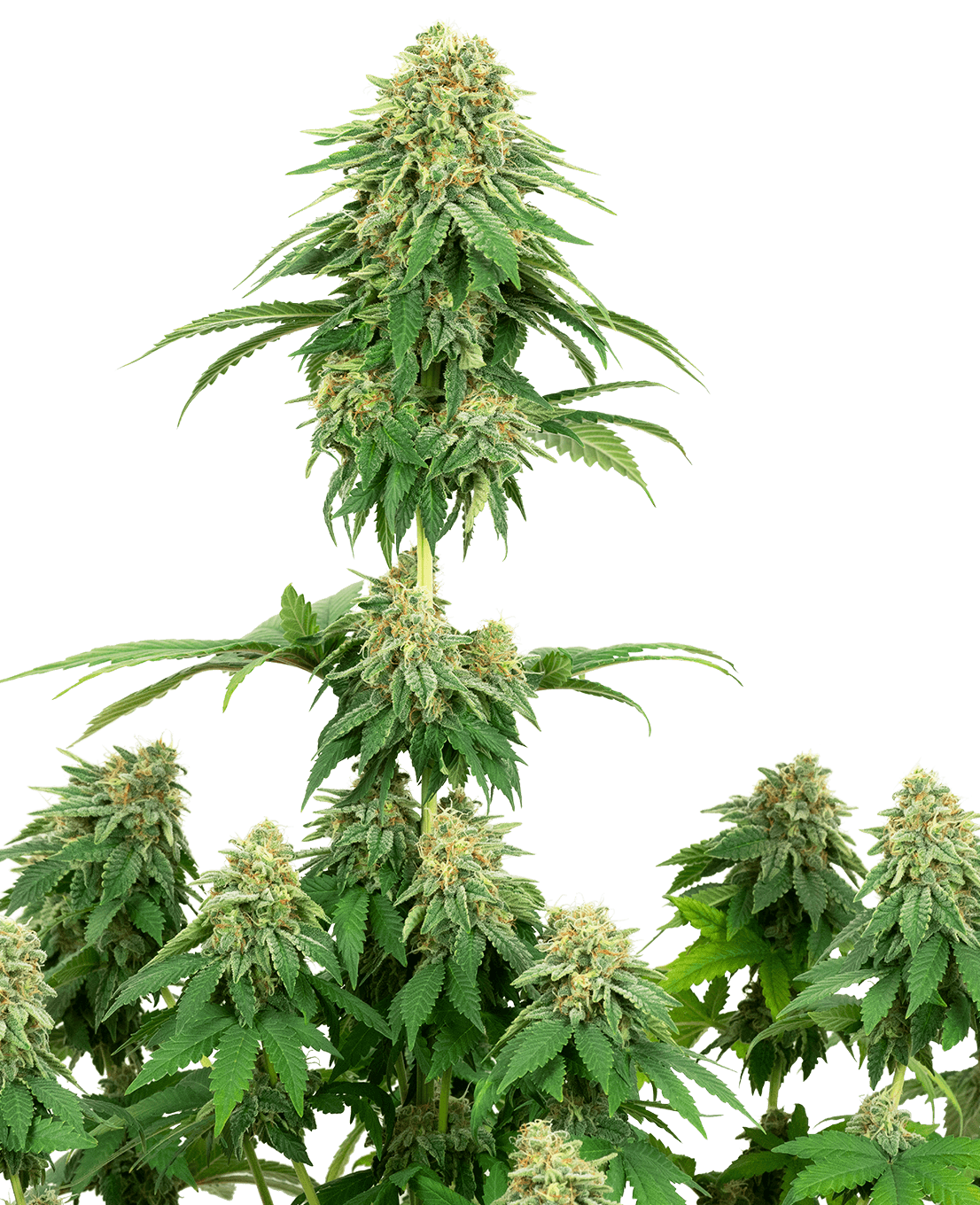 Girl Scout Cookies Feminized Seeds