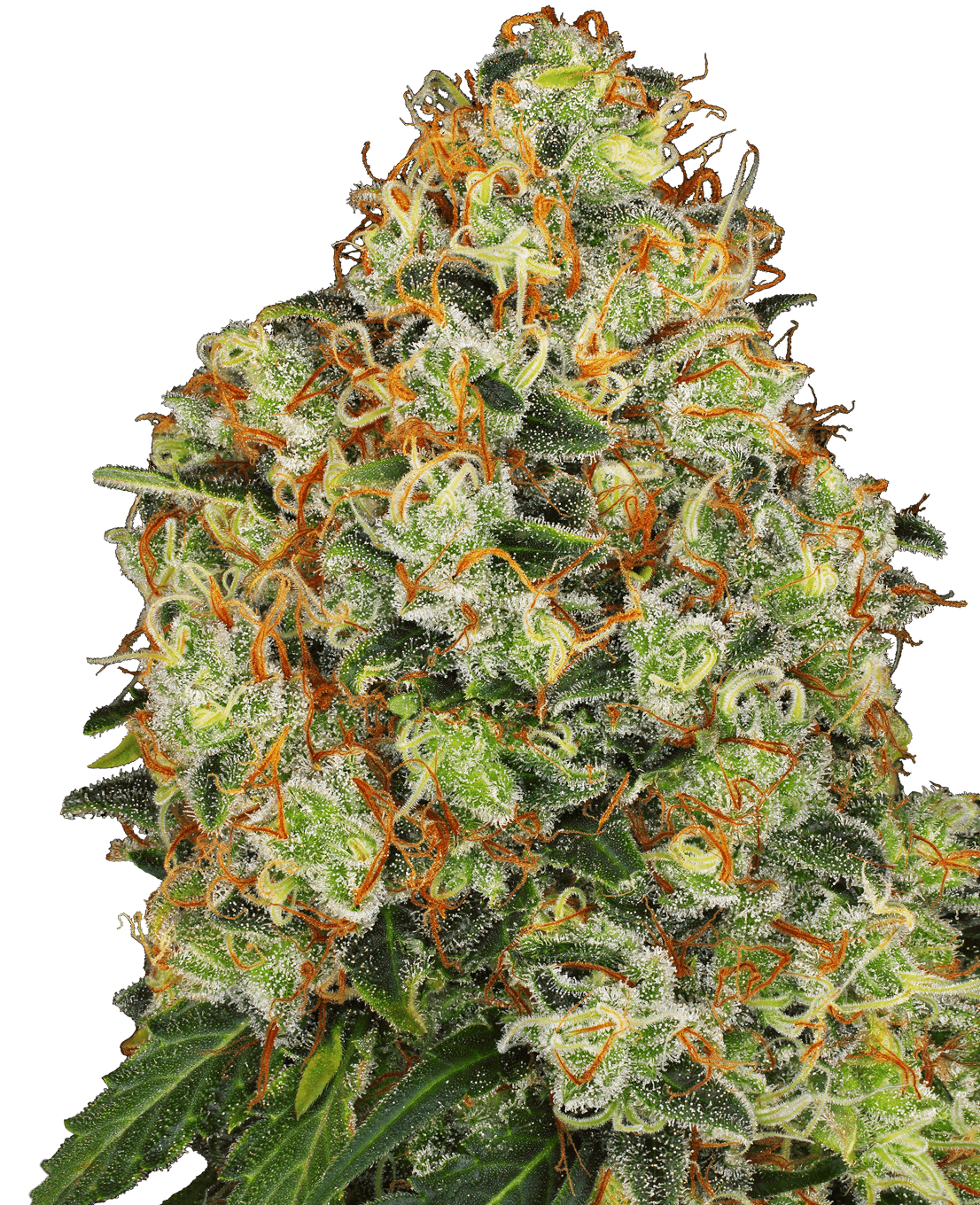 Sweet Tangerine Tango Automatic Seeds