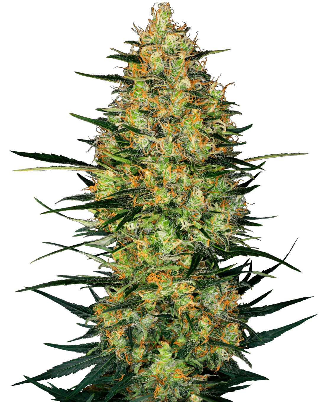 Caramellow Kush Automatic Seeds
