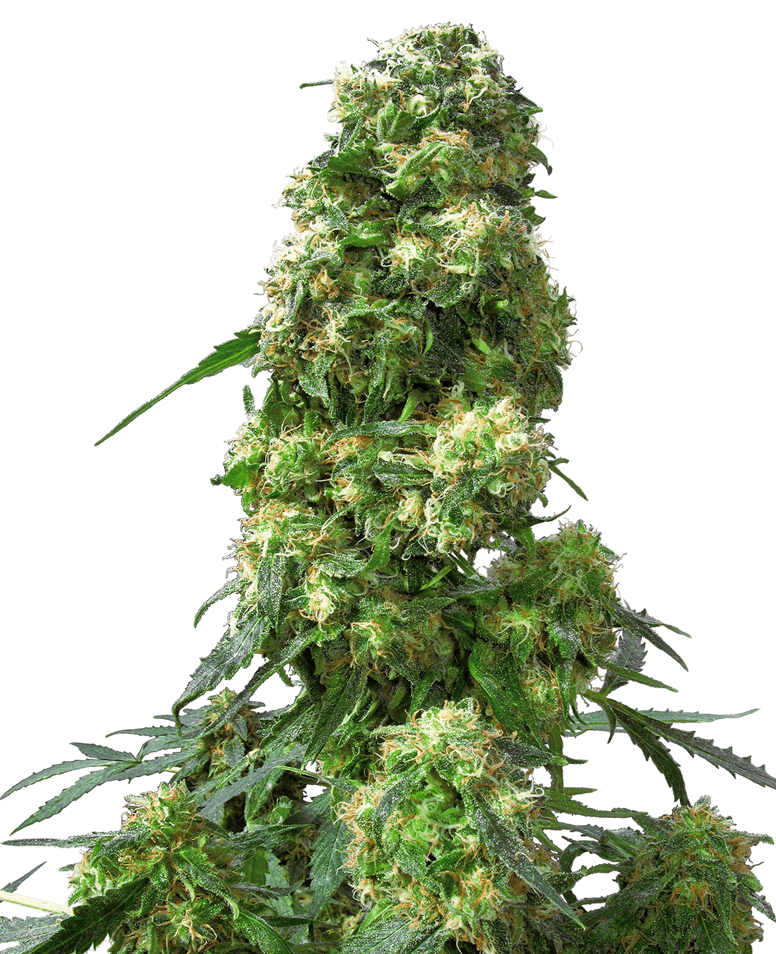Early Skunk Feminized Seeds