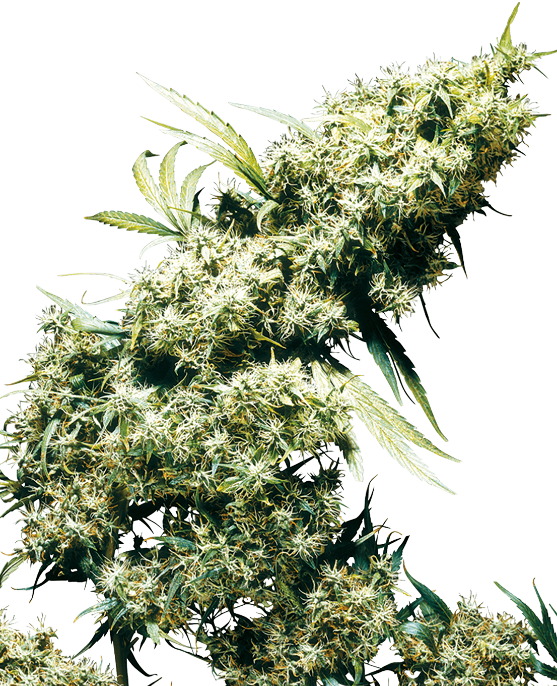 Jamaican Pearl Feminized Seeds