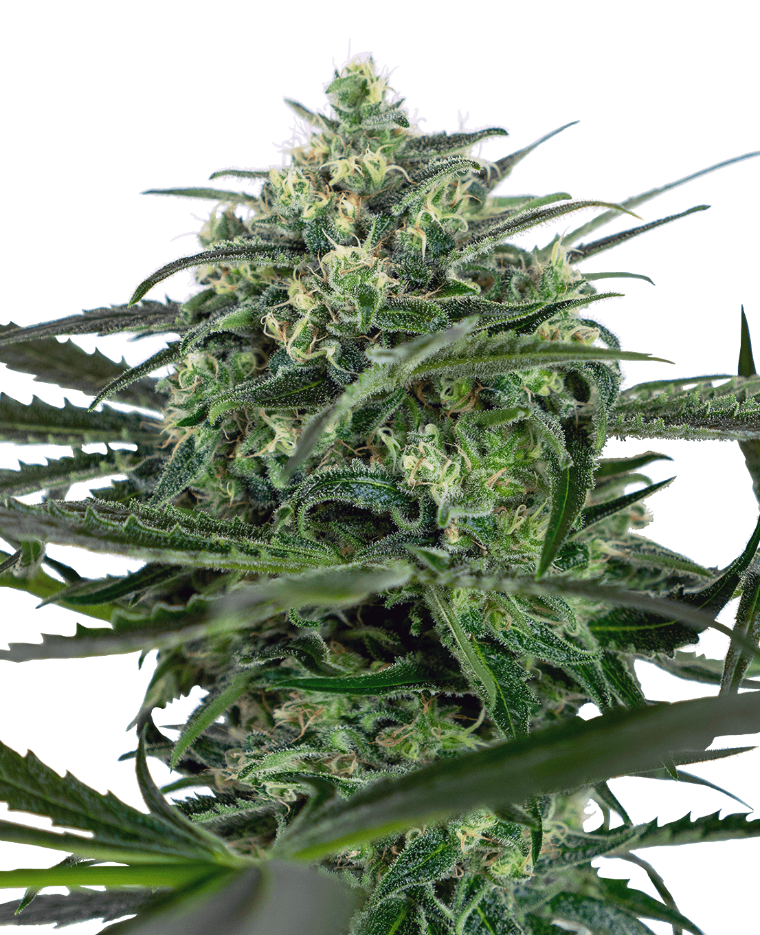 Sensi Amnesia Feminized Seeds - Hash Caviars