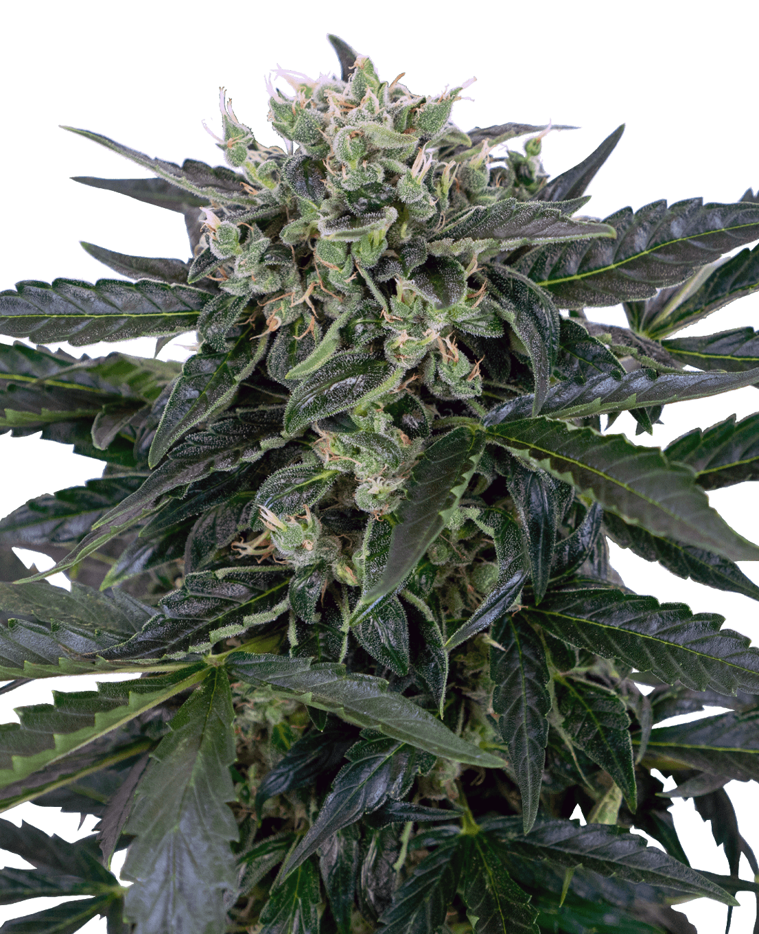Sensi Amnesia Automatic Seeds