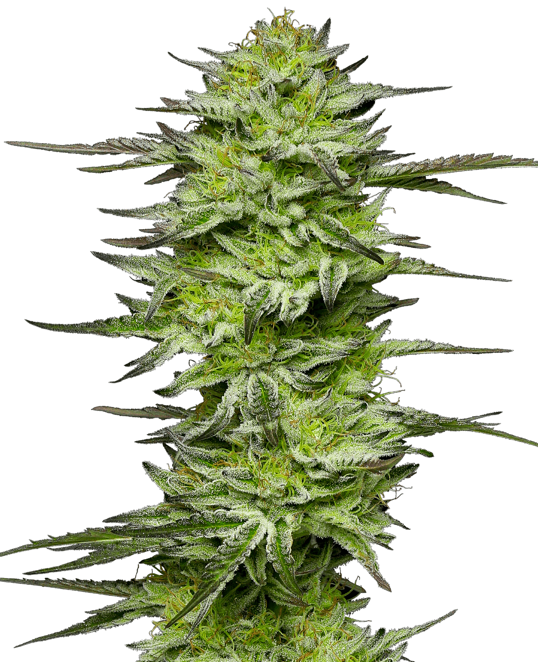 Amnesia Jelly Automatic Seeds