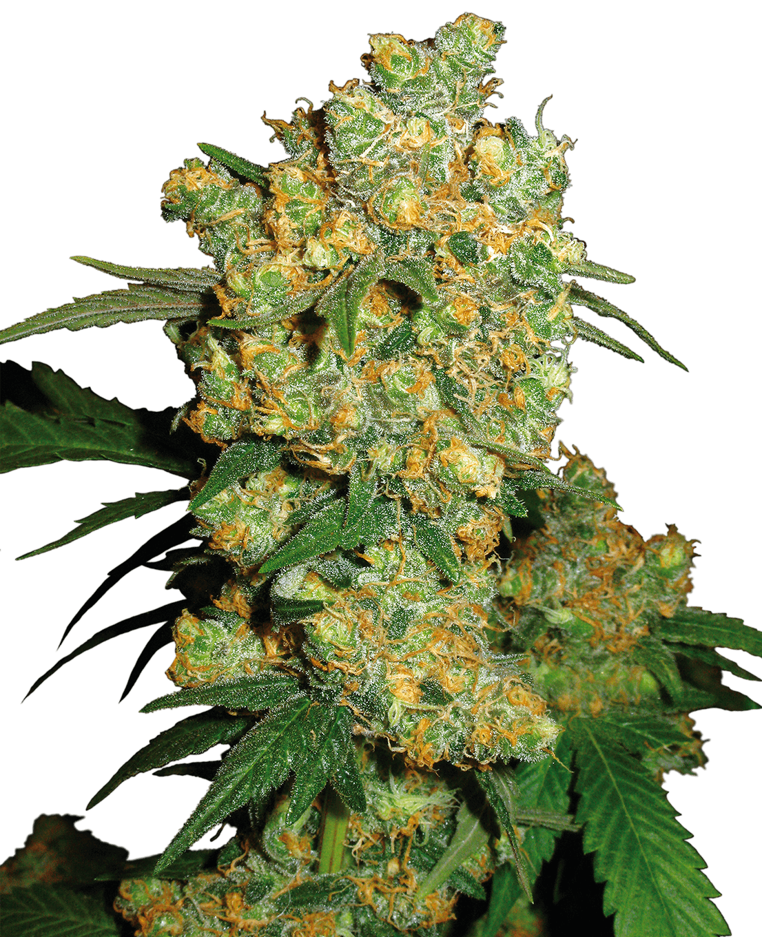 Big Bud Feminized Seeds