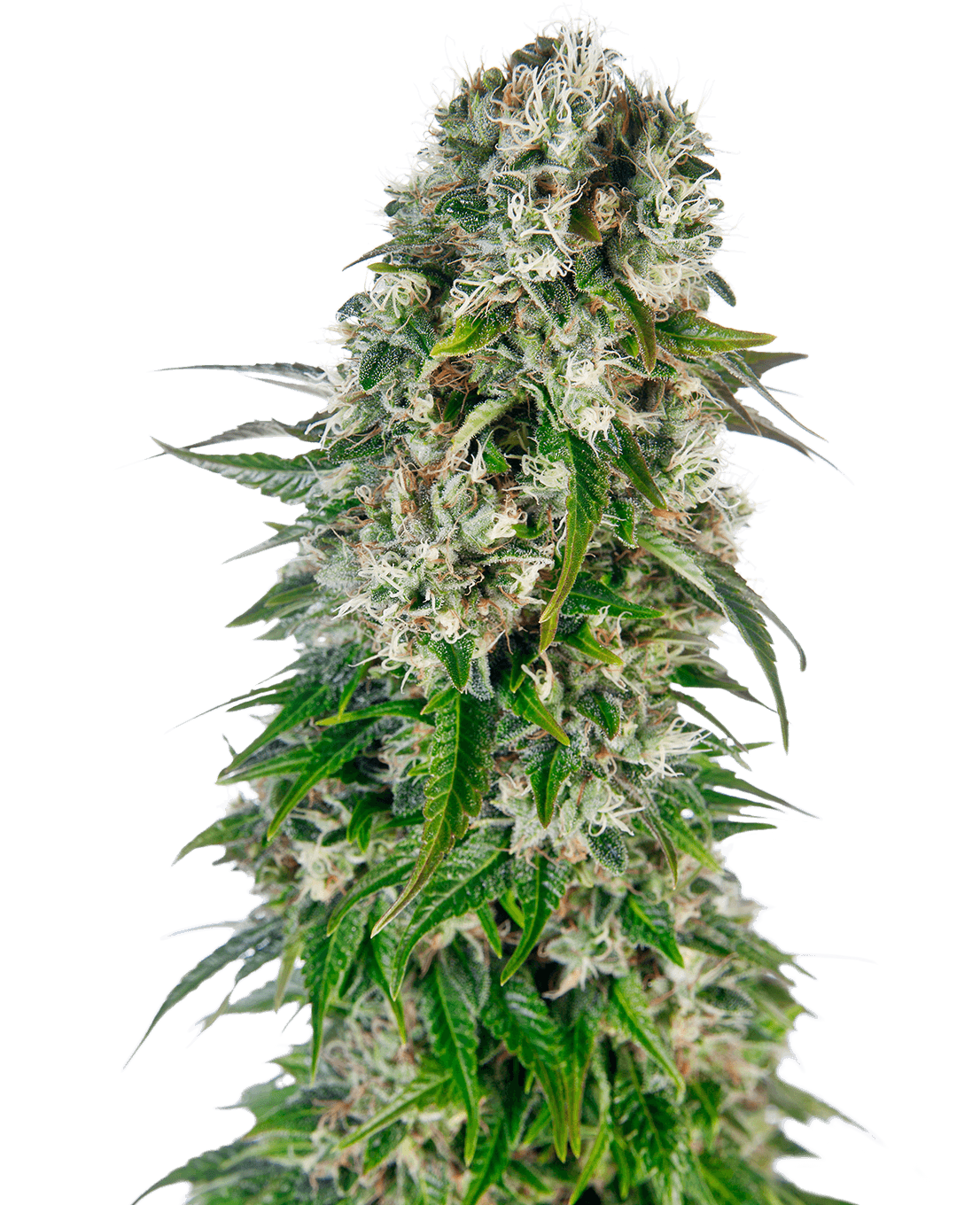 Big Bud Automatic Seeds