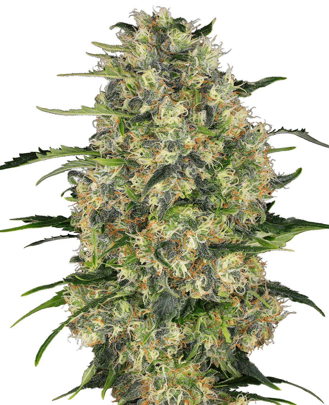 Black Domina Feminized Seeds