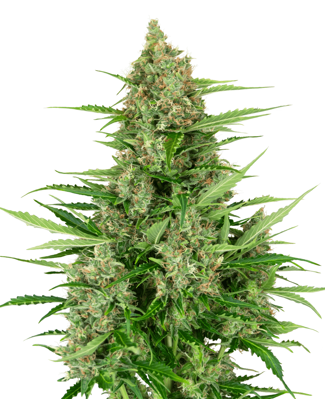 Double Kush Cake Automatic Seeds
