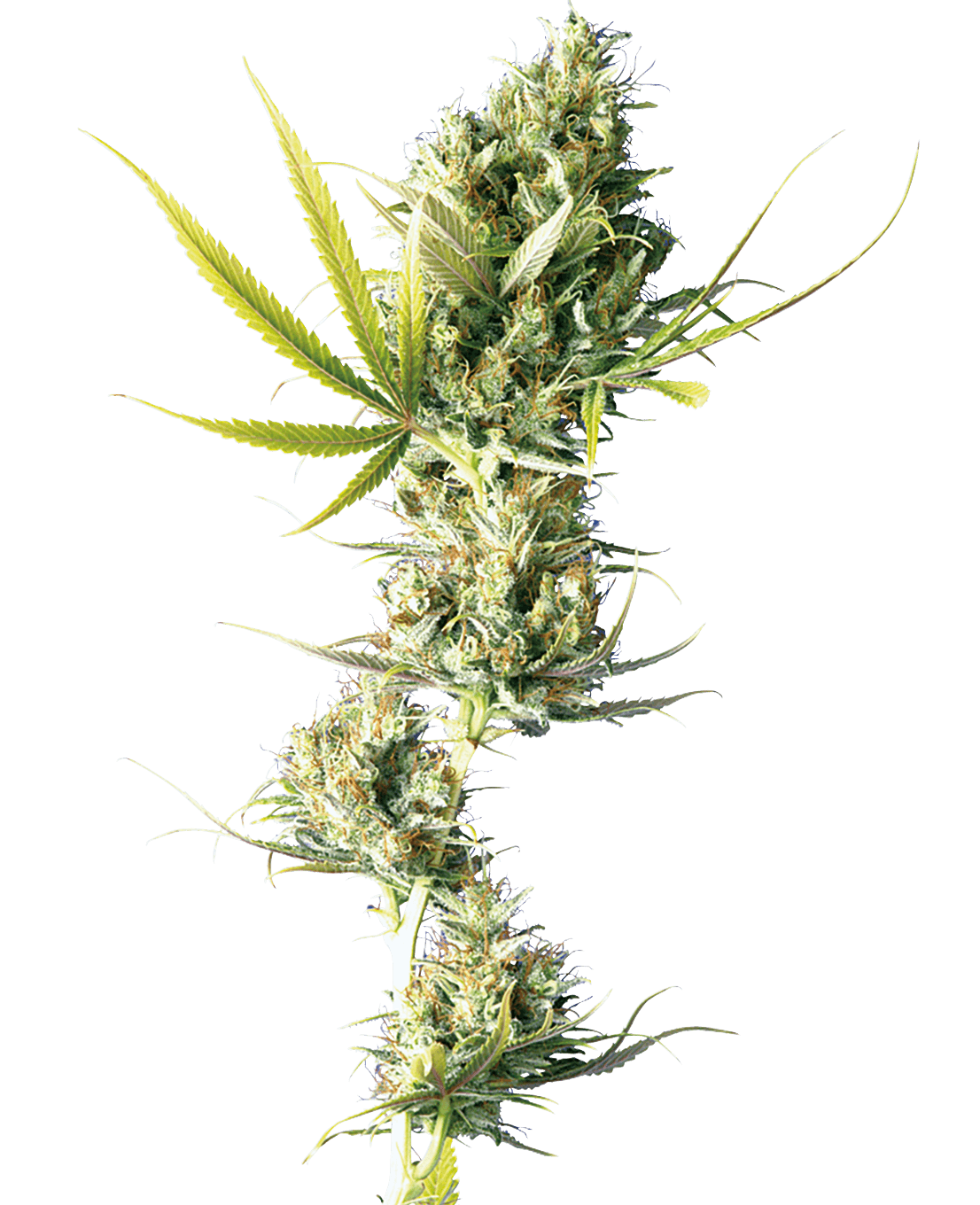 Durban Feminized Seeds