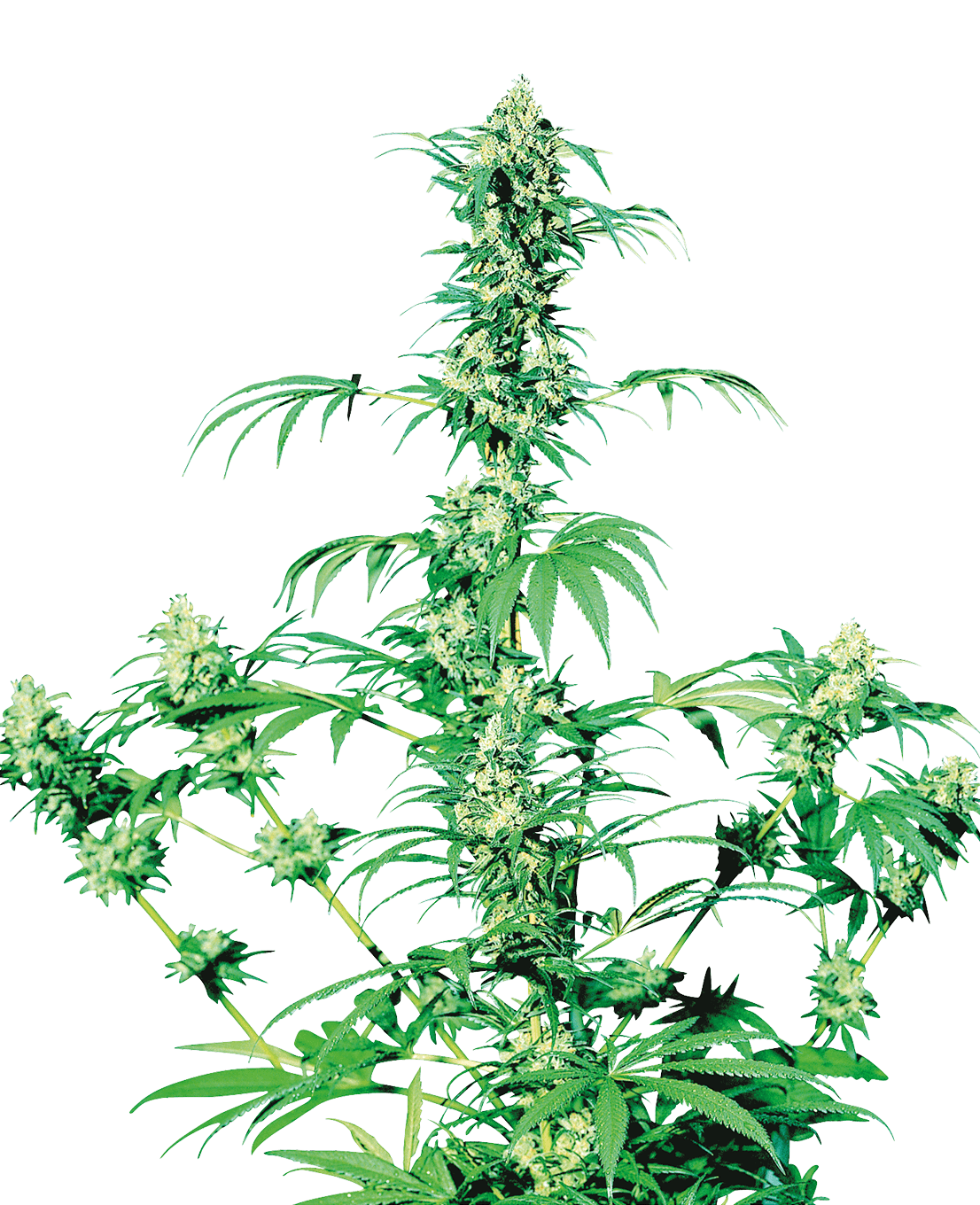 Early Girl Regular Seeds