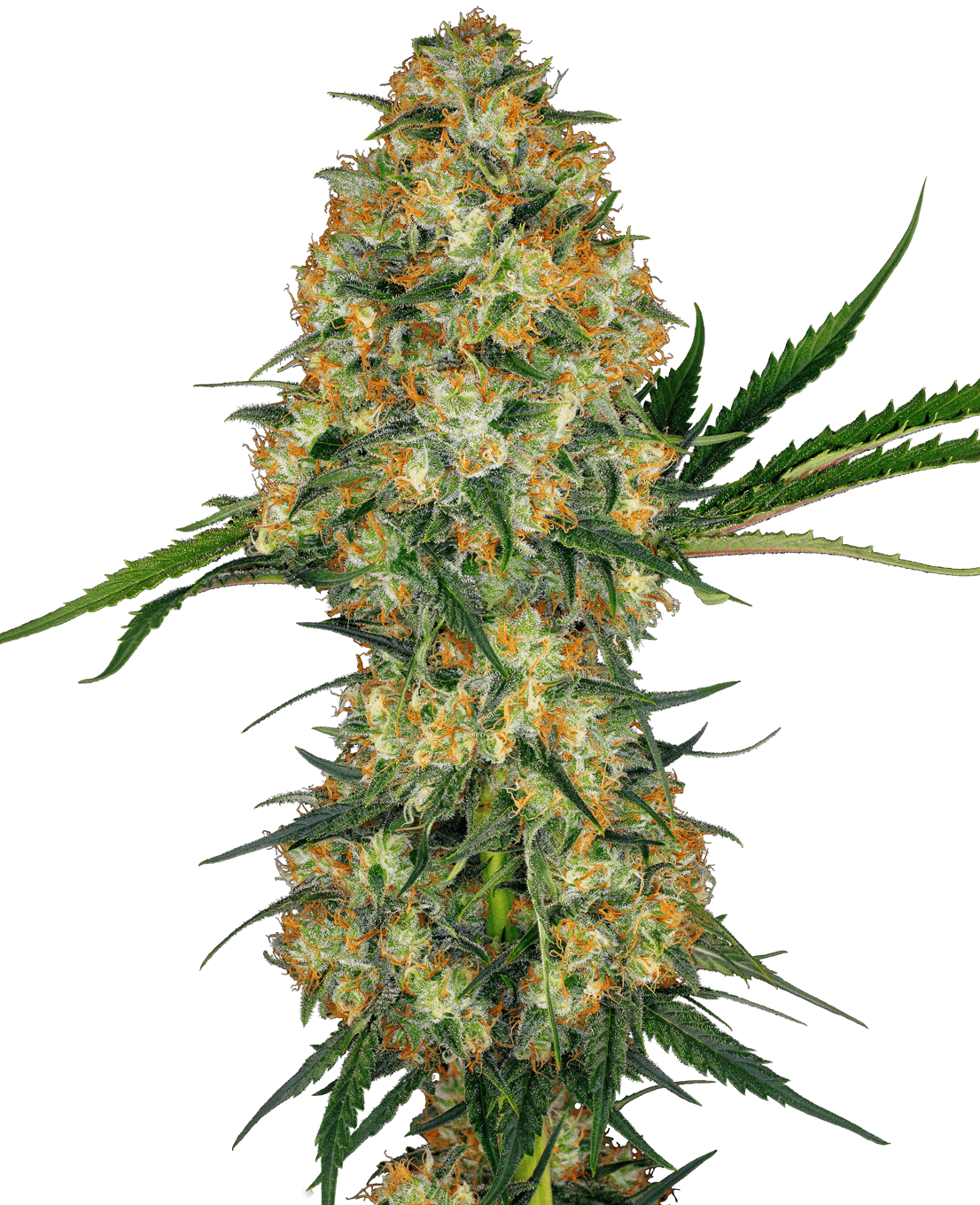 Hindu Kush Feminized Seeds