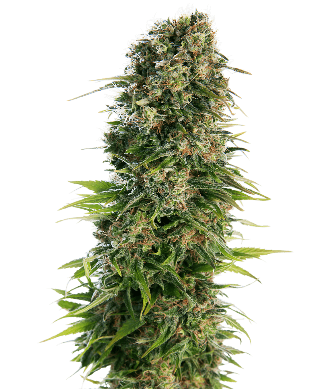 Hindu Kush Automatic Seeds