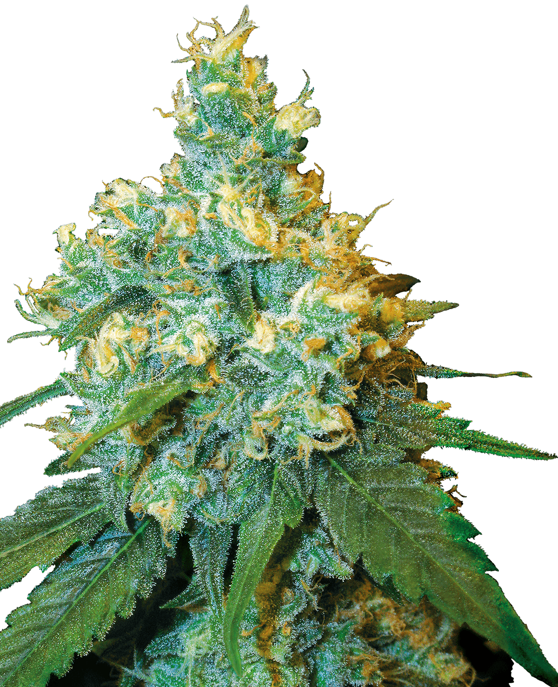 Jack Herer® Feminized Seeds