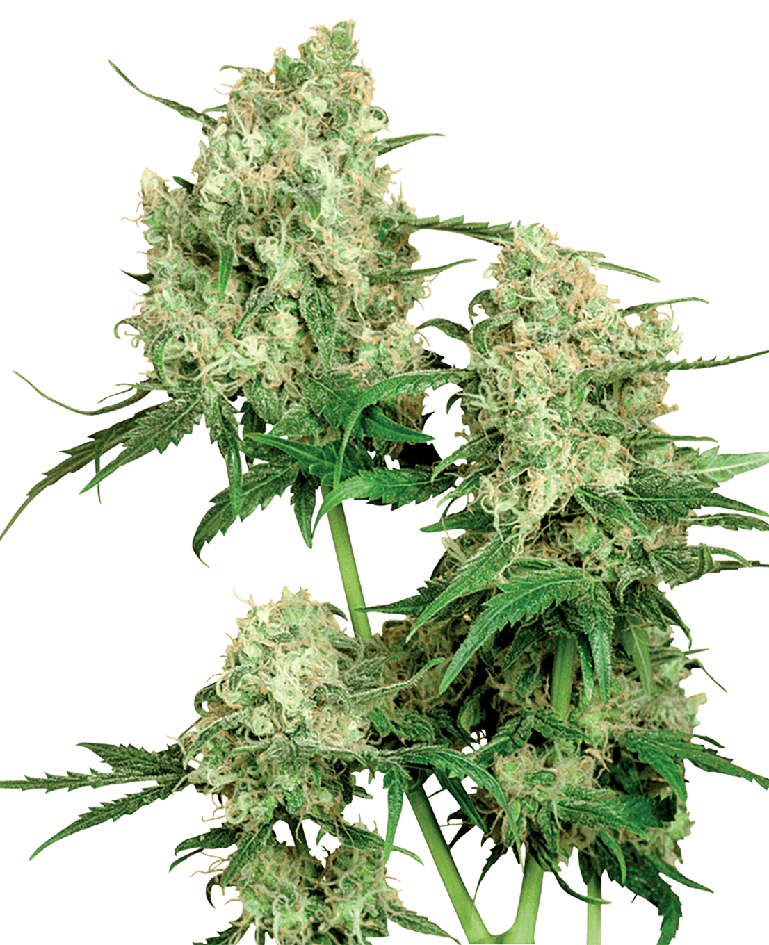 Maple Leaf Indica Regular Seeds