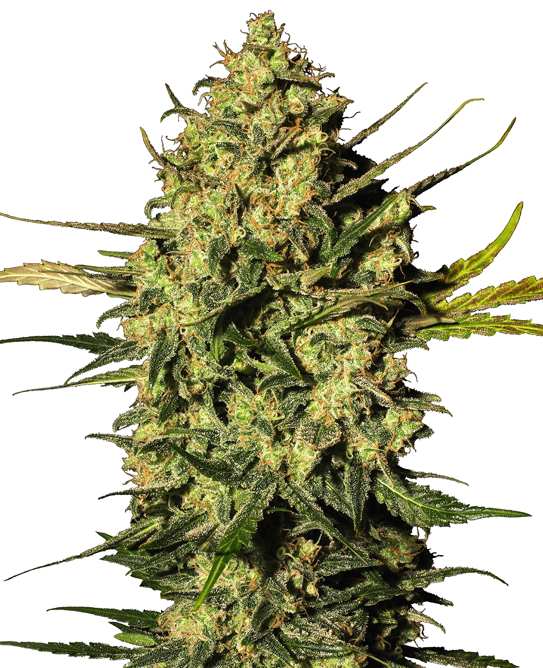 Master Kush Automatic Seeds by White Label