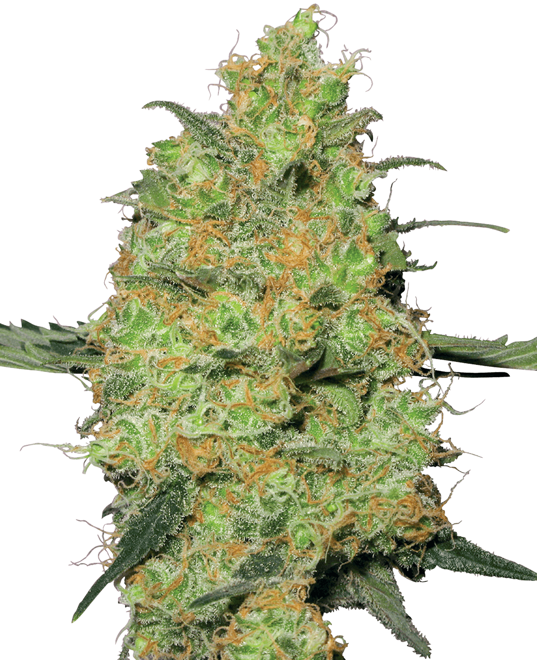 Master Kush Feminized Seeds by White Label