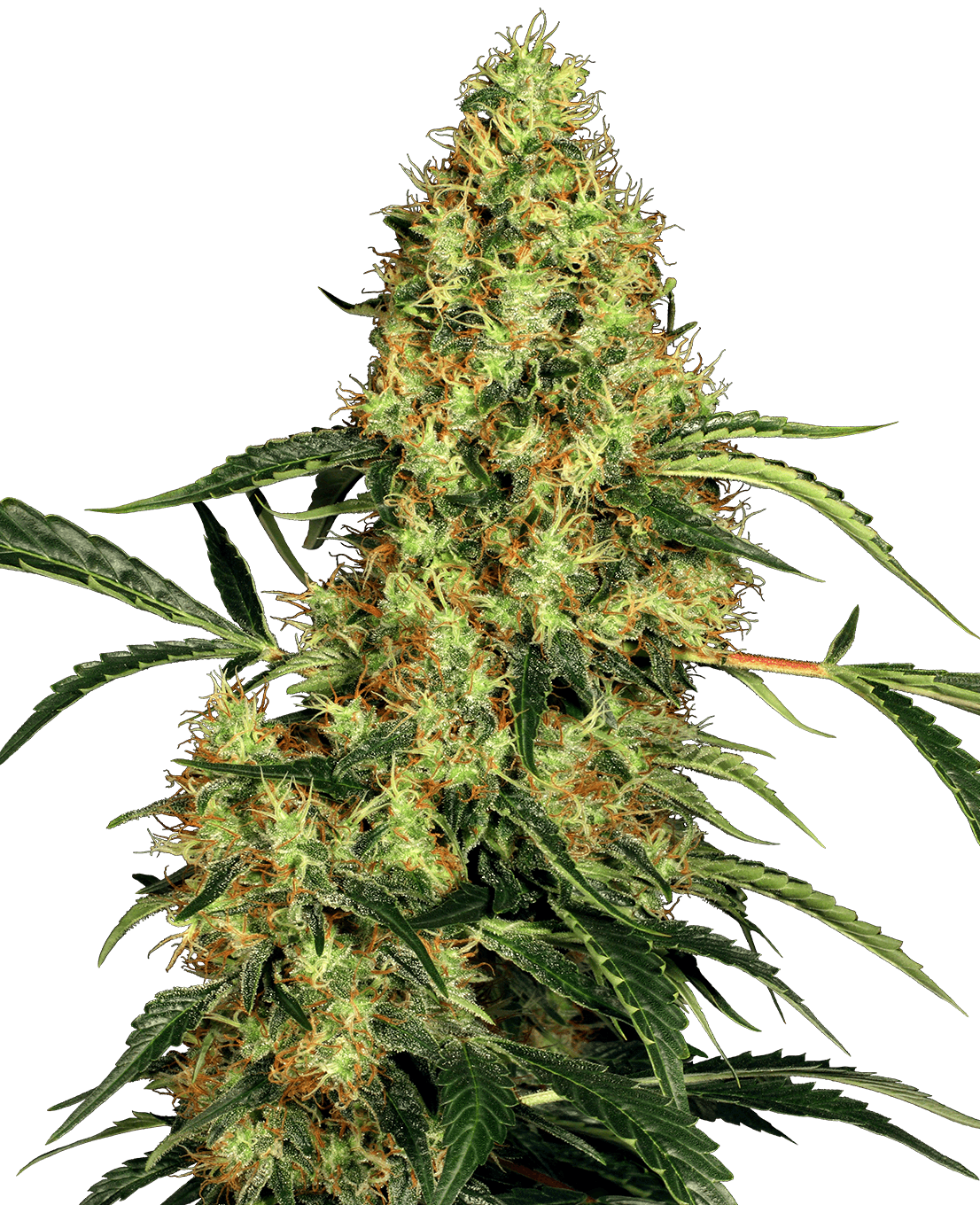 Mexican Sativa Feminized Seeds