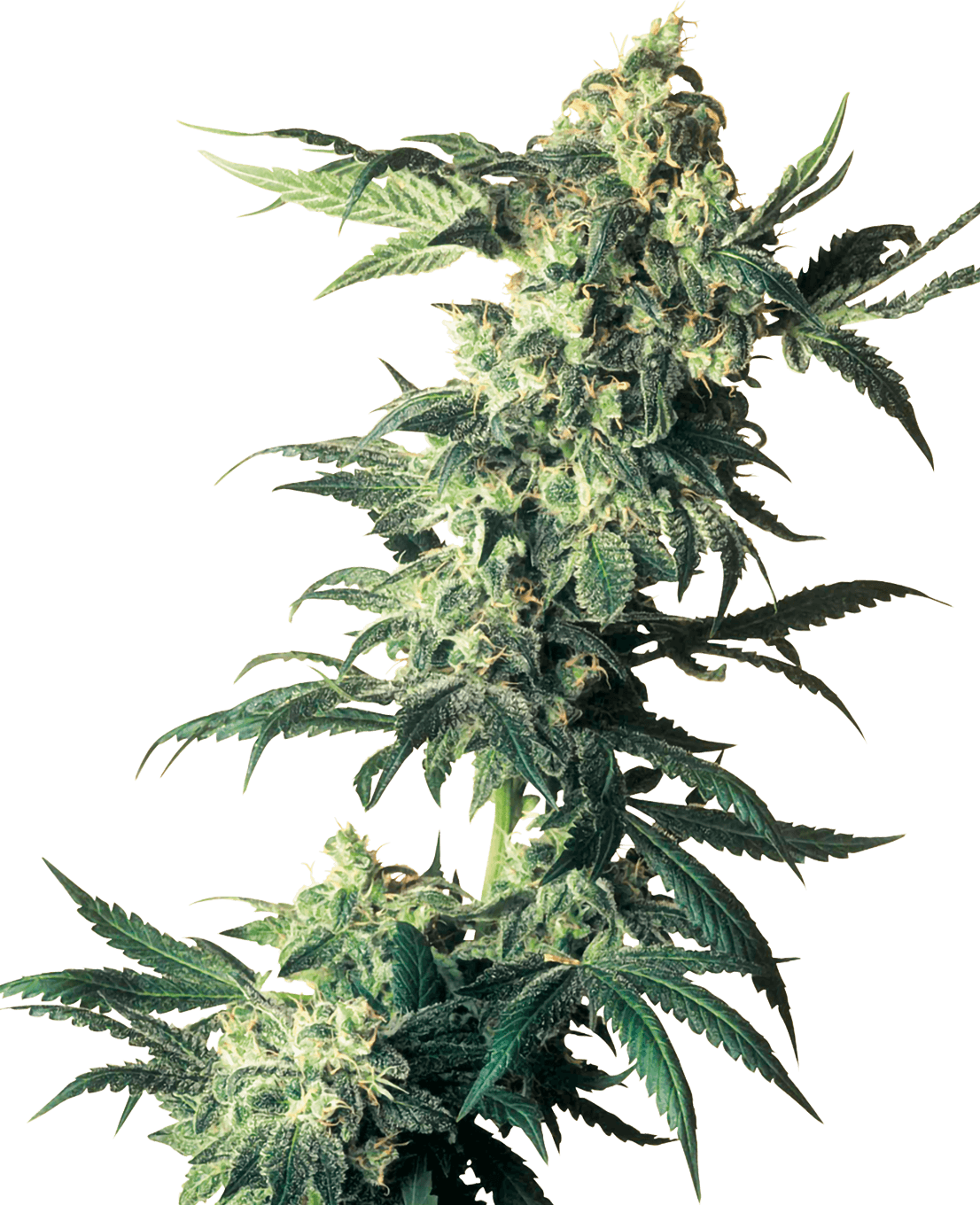 Northern Lights Feminized Seeds
